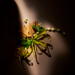 公式】サイアミーズウォーター シグネチャー ディフューザー