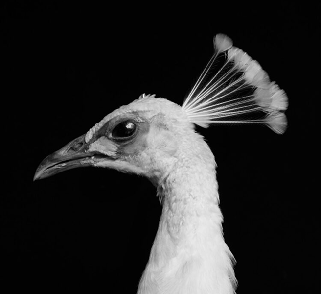 ディフューザー|SIAMESE WATER〈サイアミーズウォーター〉 – PAÑPURI ディフューザー|SIAMESE WATER〈サイアミーズウォーター〉 – PAÑPURI